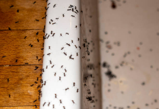 Pest Control for Restaurants in Dulce, NM